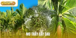 mơ thấy cây cau